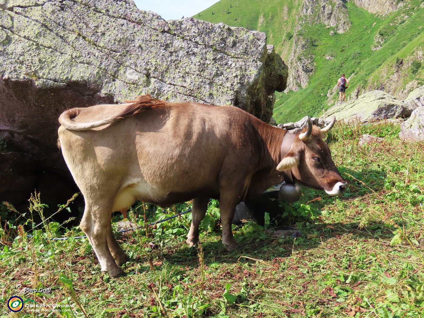 24 Mucche del Ferdy al pascolo.JPG